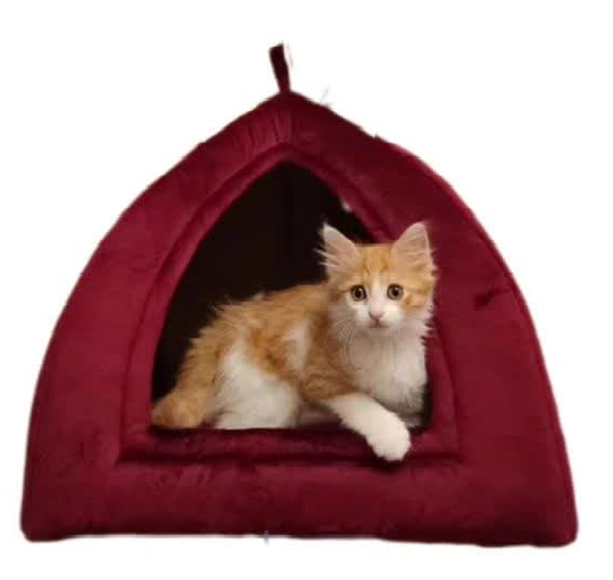 جای خواب گربه